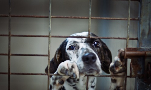 Interdiction des animaux domestiques en cage