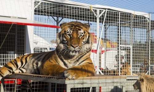 Stop aux cirques avec animaux à Brie Comte Robert (77)