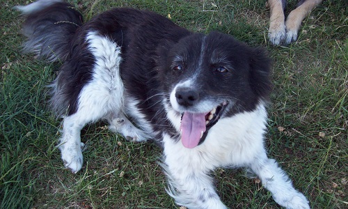 Les amis de Lewis (Association à but non lucratif, défense des animaux) obtienne des subventions et des aides de la ville ou de l Etat