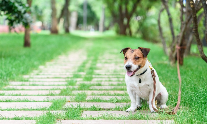 Demande de justice pour l'abandon de Youky, le chien retrouvé attaché à un arbre !
