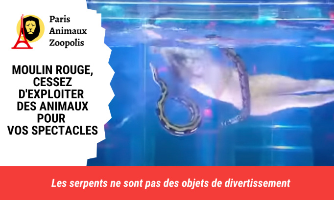 Moulin Rouge : Cessez d'exploiter des animaux pour vos spectacles