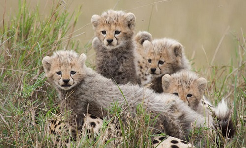 Sauvons les animaux!