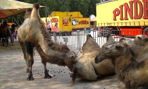 Pas de cirques avec animaux à Salernes!