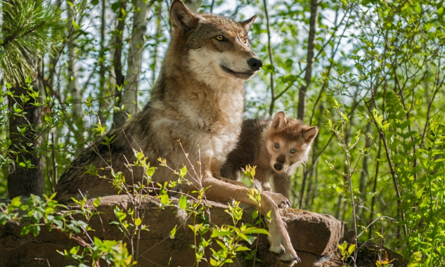 Protégeons le loup, stop aux abattages insensés !
