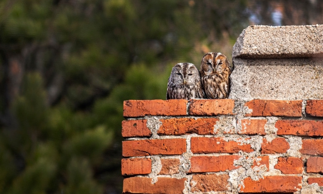 Sauvons les chouettes de l'extinction !