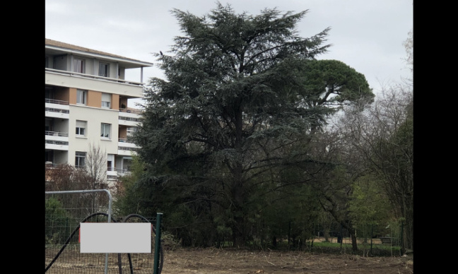 Urgent : sauvons notre C&egrave;dre Chypre qui fait partie de l'histoire de notre quartier !