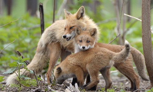 Laissez vivre la famille de Renards du CHU de Liège!