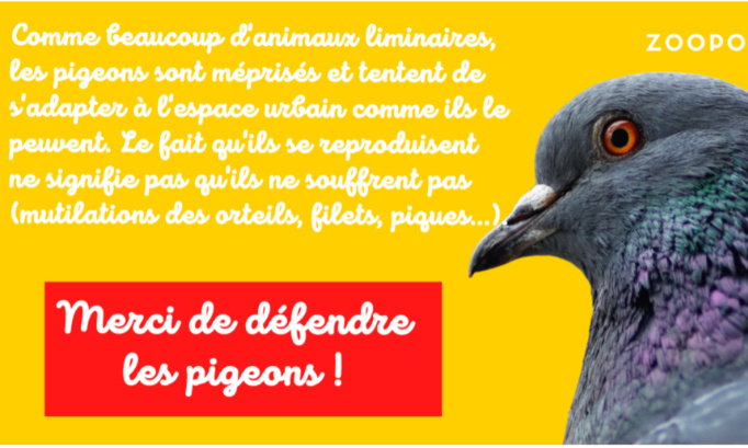 Stop au massacre des pigeons !