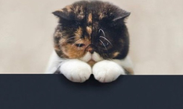 Pour que il n&rsquo;ait plus de test sur animaux !!!