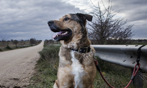Mettons un terme aux abandons d'animaux !