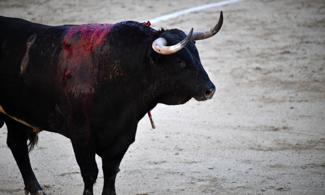 Pour la fin de la souffrance animale au nom de la 'culture' !