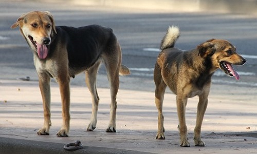 La mise hors d'état de nuire des chiens errants du quartier