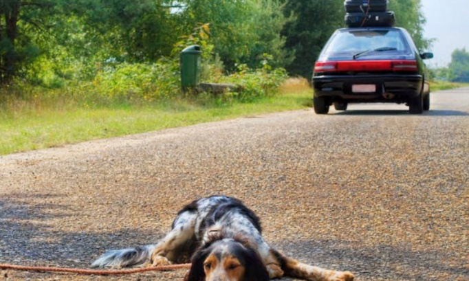 Pour de vraies mesures contre l’abandon des animaux domestiques !