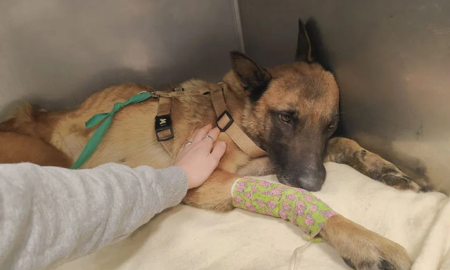 Pour que les crimes du propriétaire d'Abby, la chienne retrouvée agonisant, ne restent pas impunis !