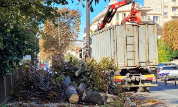 Sauvons les arbres en Ile-de-France!