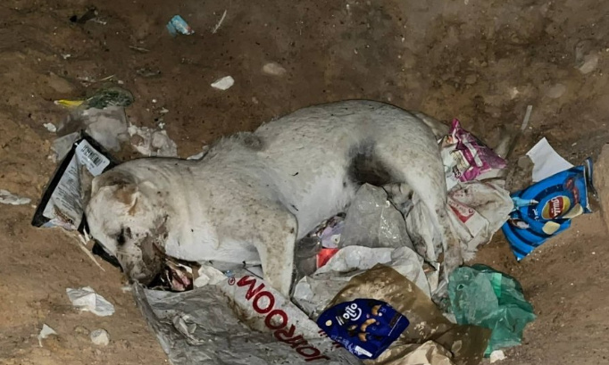 Continuons le combat contre les massacres, la tortures et la misère des animaux errants du Maroc !