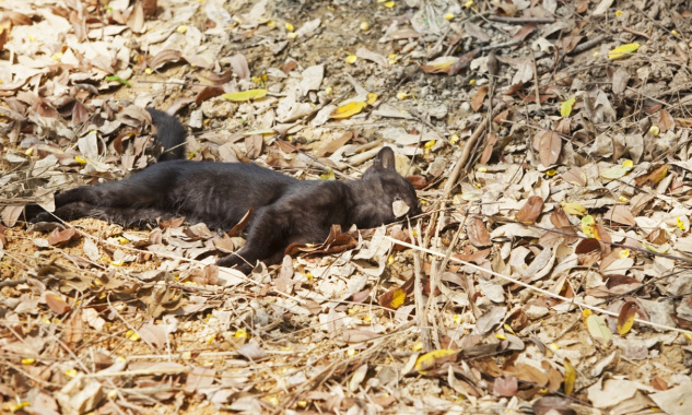 Arrêtons le gazage de tous les chats, lapins et rongeurs sur l'île Amsterdam !