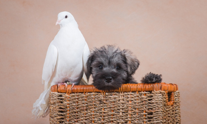 Pour de nouvelles lois : stop à la cruauté animale !