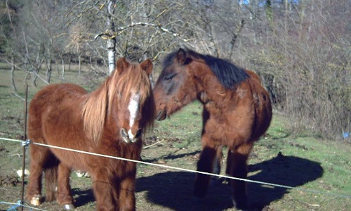 Urgent! Sauvons le petit poney Bardanne!