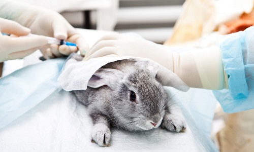 Pour arrêter les tests sur les animaux dans les laboratoires !