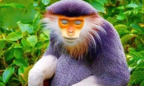 Pour la création de brigades de protection des Doucs, singes menacés d'extinction au Vietnam, Cambodge, Laos