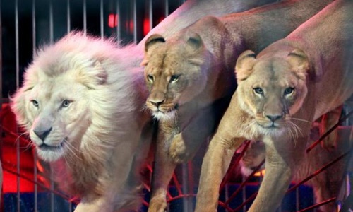 Stop aux animaux dans les cirques