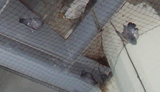 On demande à la SNCF d'arrêter d'investir dans la maltraitance animale.