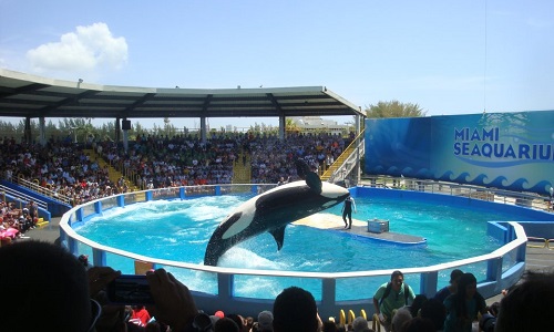 Free Lolita - To end this mental and physical torture