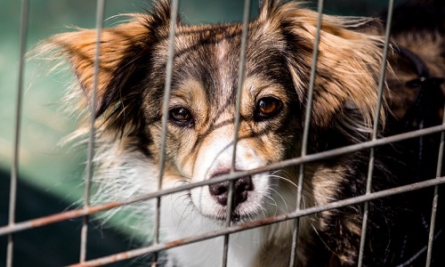 Pour que les animaux ne puissent être adoptés que sous certaines conditions !