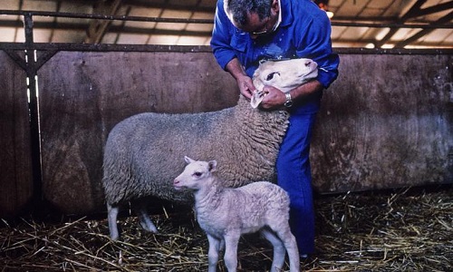 Pour la création d'un Ministère de la condition animale