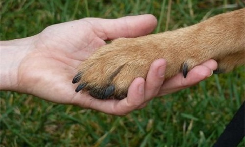 Contre le massacre des animaux !