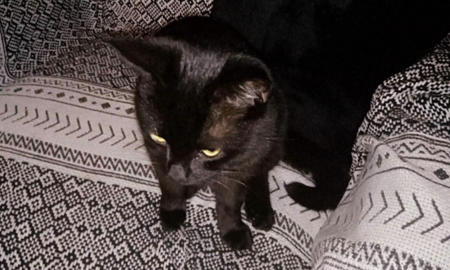 Pour que les auteurs des tirs de carabine sur le petit chat Crokmou soient retrouvés et punis !