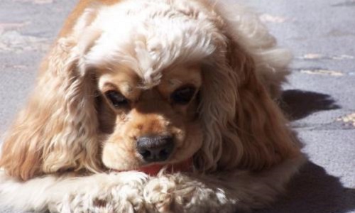 Peine maximale avec prison ferme pour le propriétaire du chien jeté du 6ème étage suite à une dispute conjugale à Toulon