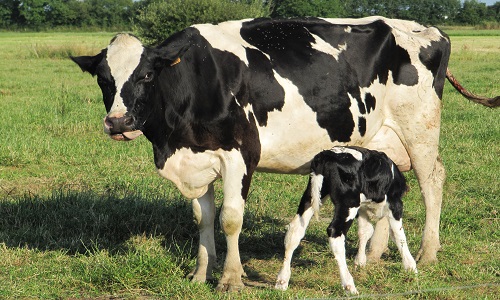 Contre les nombreux méfaits du lait et le sort des veaux !