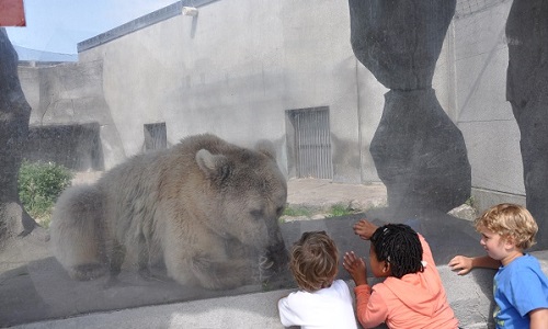 Le transfert de certains animaux vers des refuges (les rennes) et l'agrandissement de certains enclos ainsi que la mise en place de stilumus