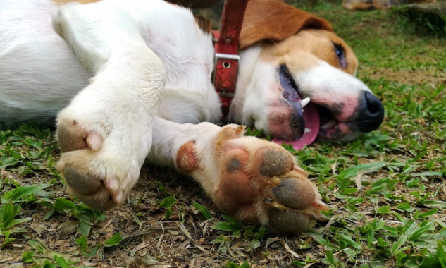 Stop aux empoisonnements d'animaux !