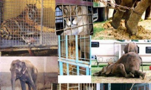 Annulation des spectacles du cirque Medrano