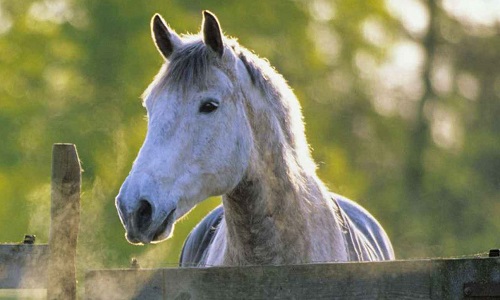 Considérez-vous le cheval comme un animal de compagnie comme le chien ou le chat? Et donc un statut qui empêcherait l'animal de finir à l'abattoir.