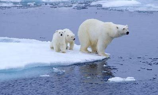 Sauvons les animaux polaires !