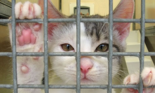 Pétition pour que ça s'arrête!