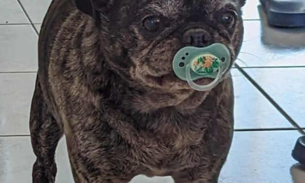 Une T&eacute;tine pour le R&ocirc;ti