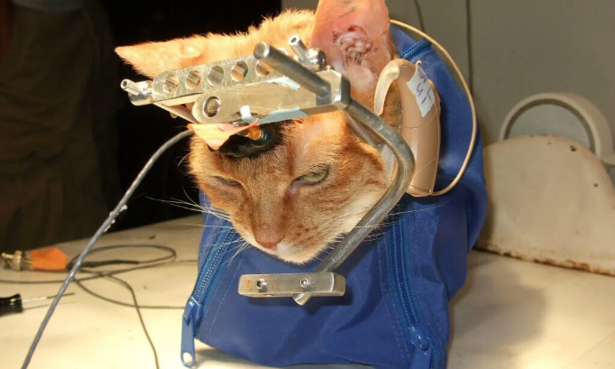 Non aux martyres des éprouvettes !