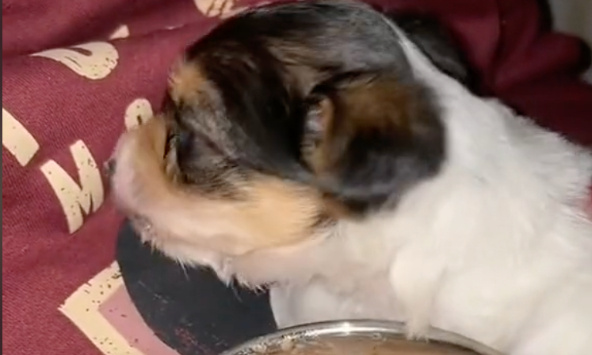 Pour que le TikTokeur tortionnaire d'animaux soit sanctionné sévèrement !