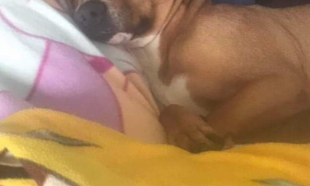 La SPA de Charleroi doit fermer et me rendre mes bébés