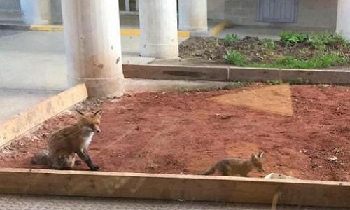 Pour que la famille de renards de Liège soit relâchée dans un endroit sécurisé sans chasseur