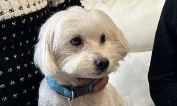 Justice exemplaire pour Pantoufle, bichon égorgé par un septuagénaire