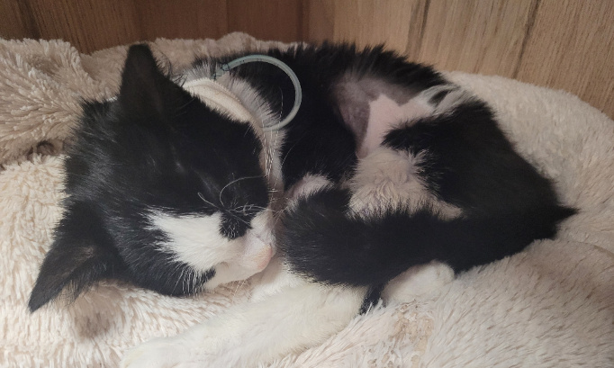 Stop aux erreurs vétérinaires non sanctionnées au dépens de la vie des animaux !