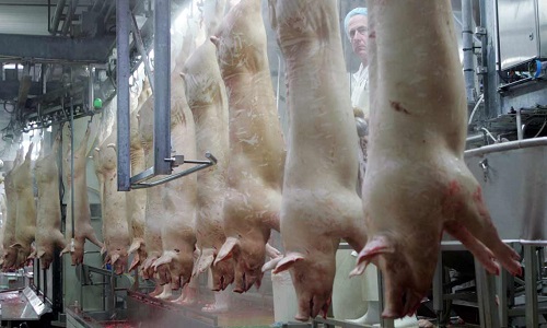 La fin des massacres dans les abattoirs