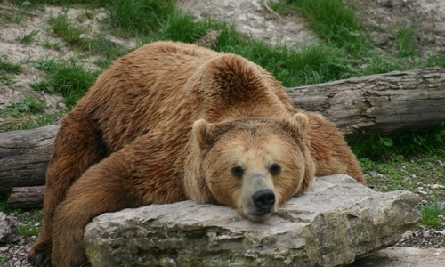 Pour la réintroduction de grands rapaces et d'ours dans le massif du Pilat