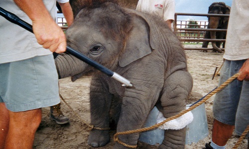 L'arrêt de la maltraitance animale !